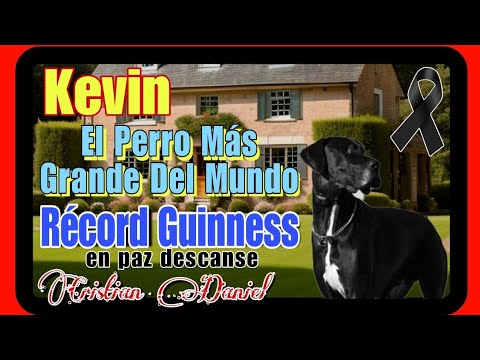 Muere Kevin El Perro Macho Más Alto Del Mundo Con Récord Guinness