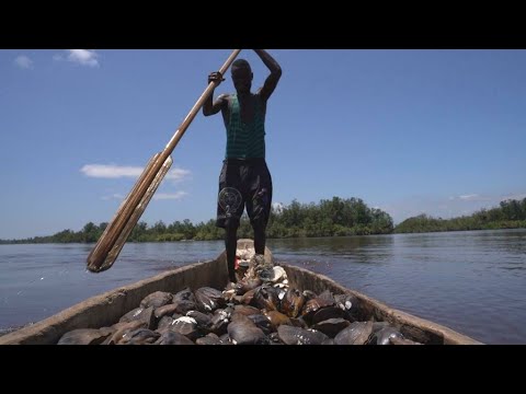 Parque Nacional de los Manglares en R. D. Congo: un humedal de importancia internacional a preservar