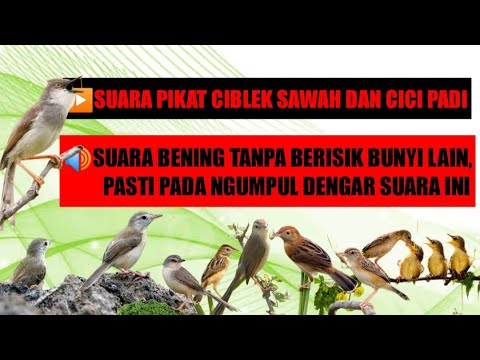 Suara pikat ciblek sawah dan cici padi sekaligus