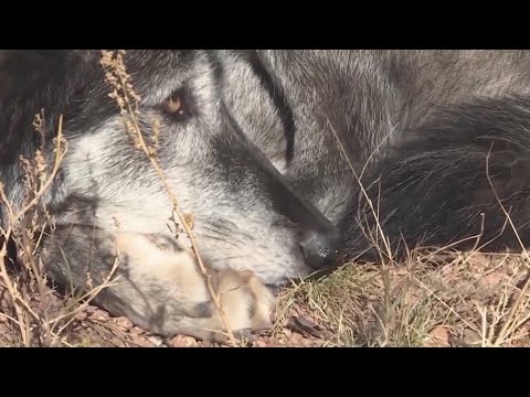 Polis responds to latest Colorado wolf depredation