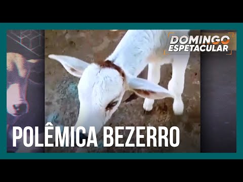 Bezerro criado como animal de estimação vira alvo de disputa em fazenda