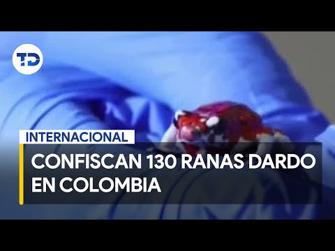 Confiscan 130 ranas dardo a ciudadana brasileña en Bogotá