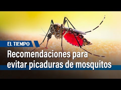 Recomendaciones para evitar el dengue en temporada de Semana Santa| El Tiempo
