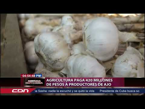 Agricultura paga 420 millones de pesos a productores de ajo