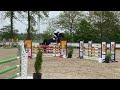 Show jumping horse Groot 8 jarig springpaard