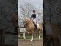 Dressage pony 6 jarige talentvolle dressuurpony