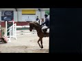Eventing Pferd Te koop: lieve 11-jarige allrounder