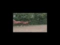 Springpaard Hengstveulen