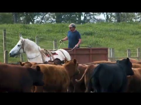 La importancia de los caballos en la productividad agrícola. Crónicas de la Patagonia, 2021.