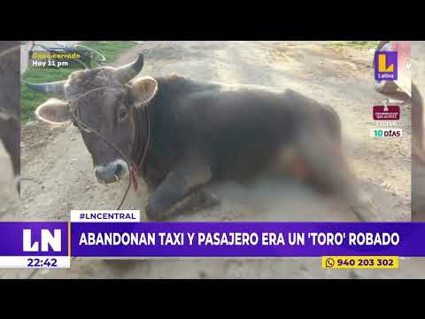 Policía rescata a toro que robaron en un taxi
