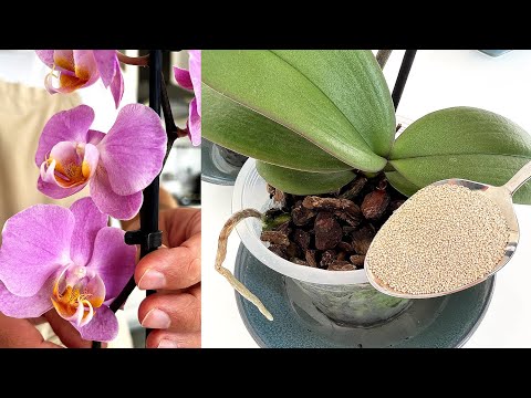 🔥 The secret of rapid growth of orchids! They will bloom forever!
