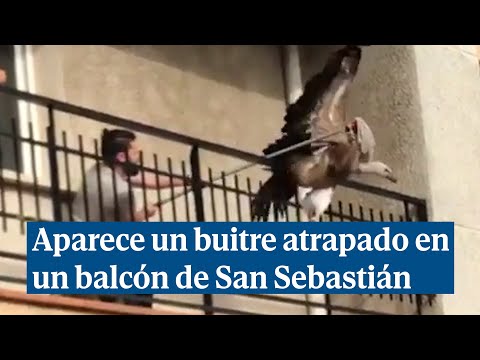 Un buitre leonado se queda atrapado en un balcón en San Sebastián