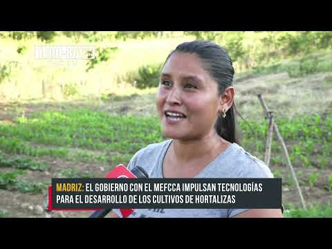 El Gobierno impulsa tecnologías para el desarrollo de los cultivos en Madriz - Nicaragua