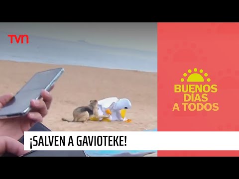 ¡Salven a Gavioteke! | Buenos días a todos