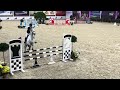 Show jumping horse 7-jarige ruin te koop
