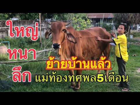 ใหญ่-หนา-ลึก-แดงเม็ดมะขาม-เปิด ใหญ่-หนา-ลึก-แดงเม็ดมะขาม-เปิด
