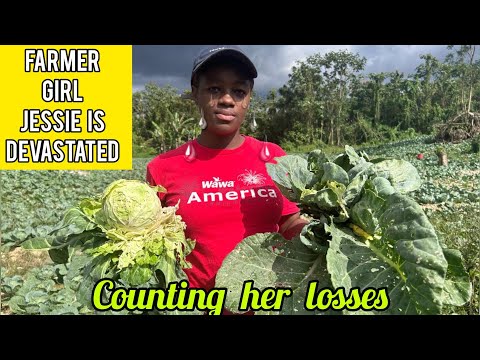 ALMOST FIFTY THOUSAND CABBAGE PLANTS LOST @THE JAMAICAN FARMER GIRL JESSIE DEVASTATED AS CROP FAILS