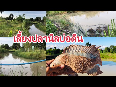 เลี้ยงปลานิลในบ่อดิน-ให้อาหารง เลี้ยงปลานิลในบ่อดิน-ให้อาหารง