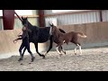 Dressage horse Cellaho’s Benicio  belissimo