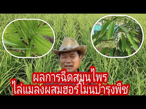 ผลฉีดสมุนไพรไล่แมลงผสมฮอร์โมนบ ผลฉีดสมุนไพรไล่แมลงผสมฮอร์โมนบ