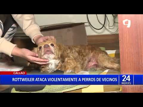 Los Olivos: Vecinos denuncian que perro ataca a sus mascotas y el dueño no lo controla (2/2)