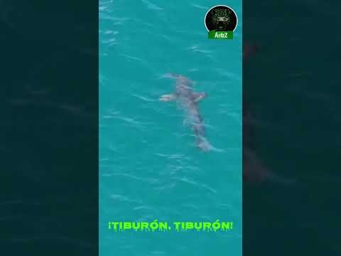 #Shorts Avistamiento de un tiburón en playa de Melenara en la isla de Gran Canaria, España