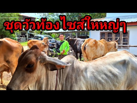 231067||ชุดวัวท้องไซส์ใหญ่ๆห