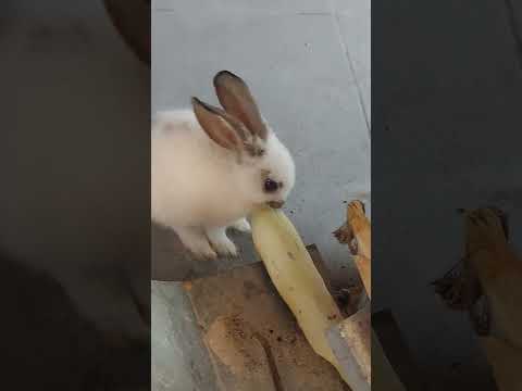 Rabbiteatingcornanimalsกระ