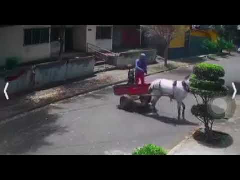 En carretón de caballo así también operan los ladrones en Managua