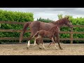 حصان الفروسية Florishall ( Floriscount x Donnerhall ) x Oscar merrie veulen