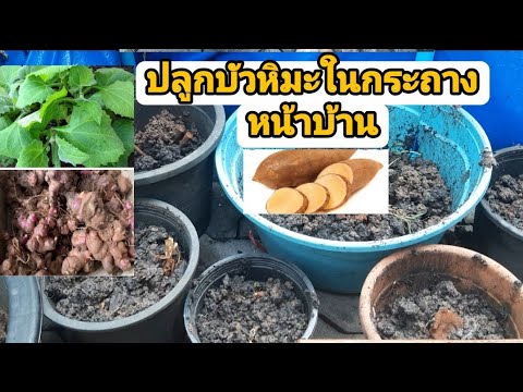 ปลูกบัวหิมะในกระถาง-|พันธุ์บัว ปลูกบัวหิมะในกระถาง-|พันธุ์บัว