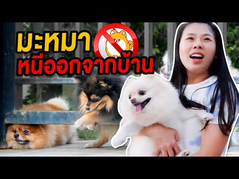 มะหมาหนีออกจากบ้าน-ตายแล้ว! มะหมาหนีออกจากบ้าน-ตายแล้ว!