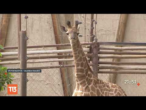 Día de la Tierra: presentan a la jirafa Benito en el Buin Zoo