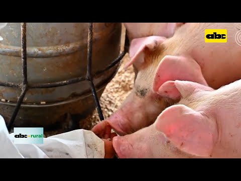 Confirman focos de peste porcina en Colombia
