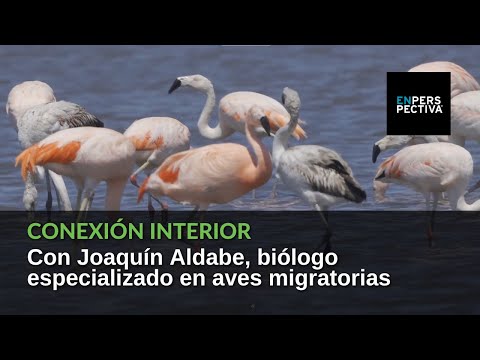 Conexión Interior: Las aves migratorias en Uruguay, qué se sabe de ellas y cómo se las estudia