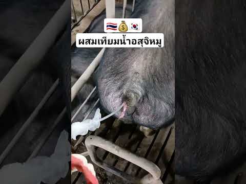 ผสมเทียมน้ำอสุจิ🐷