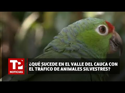 ¿Qué sucede en el Valle del Cauca con el tráfico de animales silvestres? |14.04.2024| TP Noticias