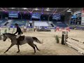 Show jumping horse VERKOCHT Leroy BH - een enthousiast en werkwillig talent!
