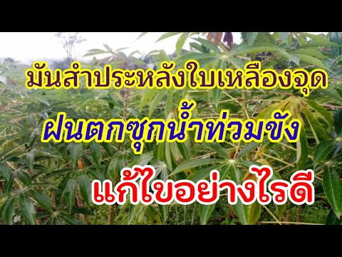 ฝนตกซุก-น้ำขัง-มันสำประหลังใ ฝนตกซุก-น้ำขัง-มันสำประหลังใ