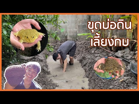 ขุดดินสร้างบ่อกบแบบธรรมชาติ-ll ขุดดินสร้างบ่อกบแบบธรรมชาติ-ll