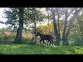 Dressage horse Florishall ( Floriscount x Donnerhall ) x Oscar merrie veulen