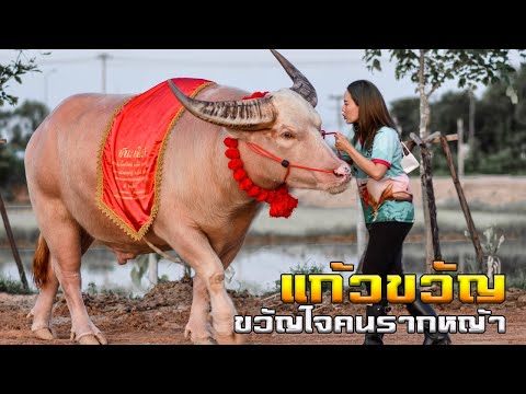 แก้วขวัญ-ขวัญใจคนรากหญ้า-แกรนด แก้วขวัญ-ขวัญใจคนรากหญ้า-แกรนด