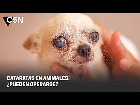 CATARATAS en ANIMALES: ¿SON OPERABLES?