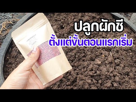 ปลูกผักชีวิธีการปลูกผักชีตั้ง