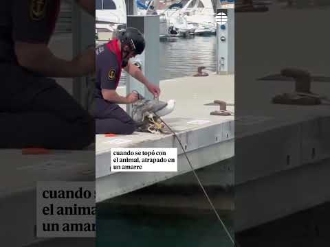 Un agente rescata a una gaviota atrapada en un amarre con cuidado y evitando algún picotazo