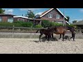 حصان الفروسية Aansprekend zeer goed bewegend merrie veulen