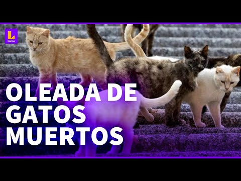 Oleada de gatos muertos: La OMS alerta del mayor brote de gripe aviar en felinos en el mundo