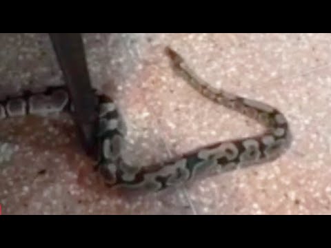 Encuentran serpiente en la sala de una vivienda de Surco