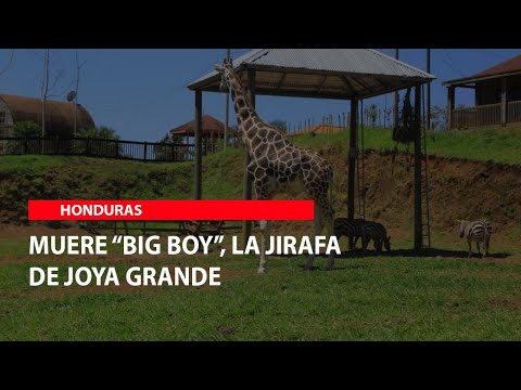 Muere “Big Boy”, la jirafa de Joya Grande