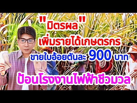 มิตรผลเพิ่มรายได้เกษตรกรสู่ปีท